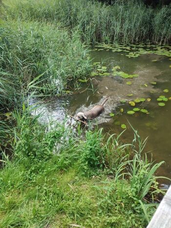 Baden an der Brücke