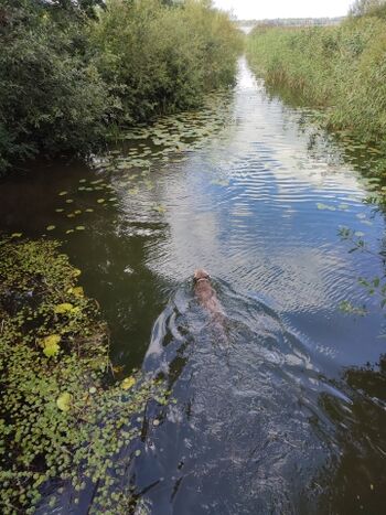 Teppnitzbach in Rtg. Neuklostersee