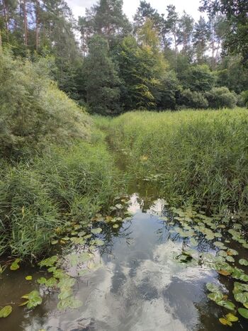 Teppnitzbach ganz urig