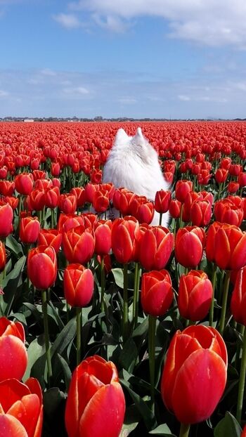 ... Blumen soweit das Auge reicht