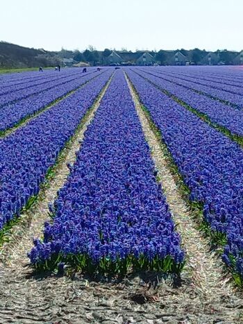 Im Frühjahr  ... Tulpen ...