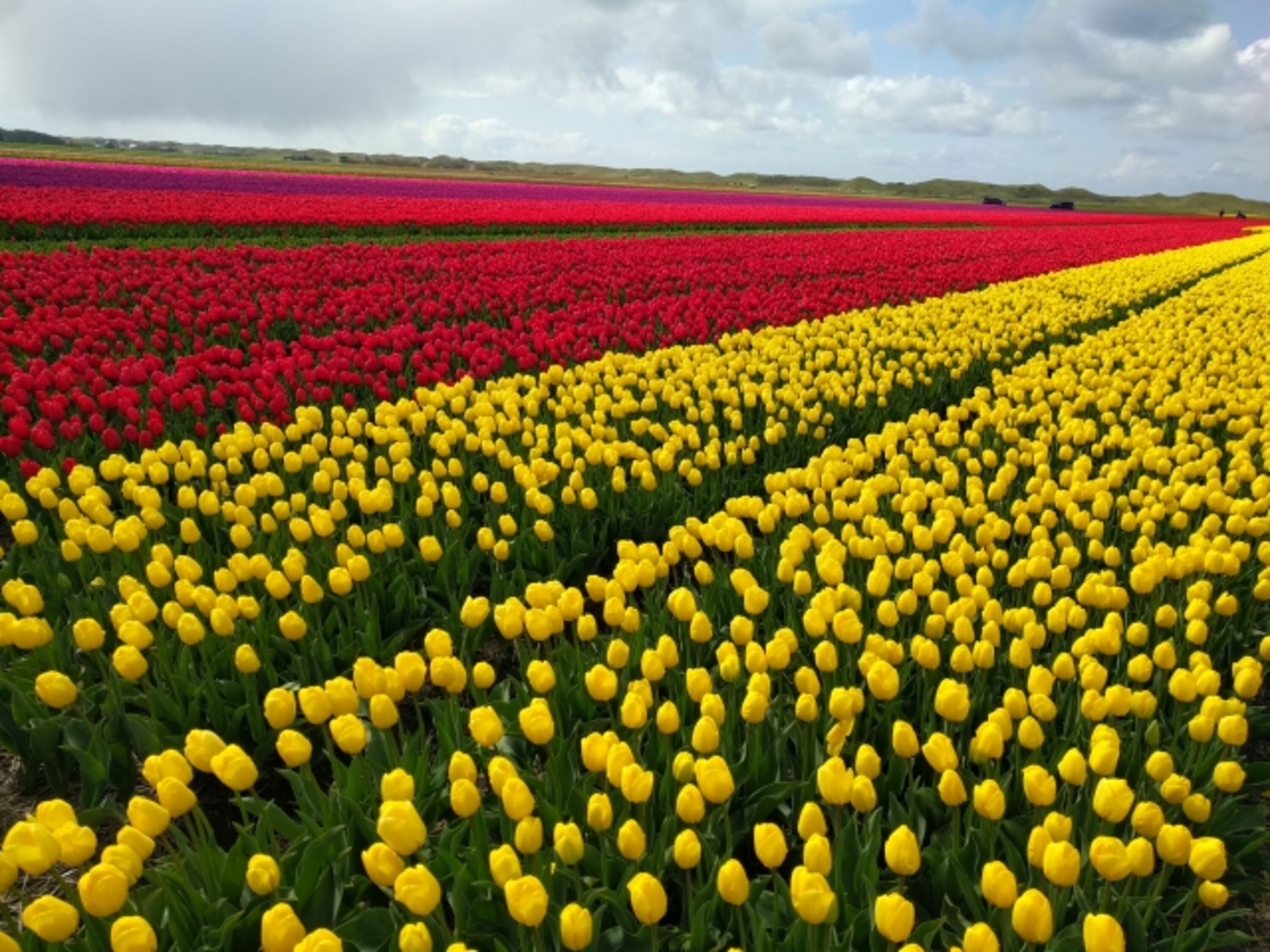 ... Tulpen ...