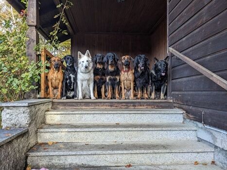 Hundegruppen willkommen!