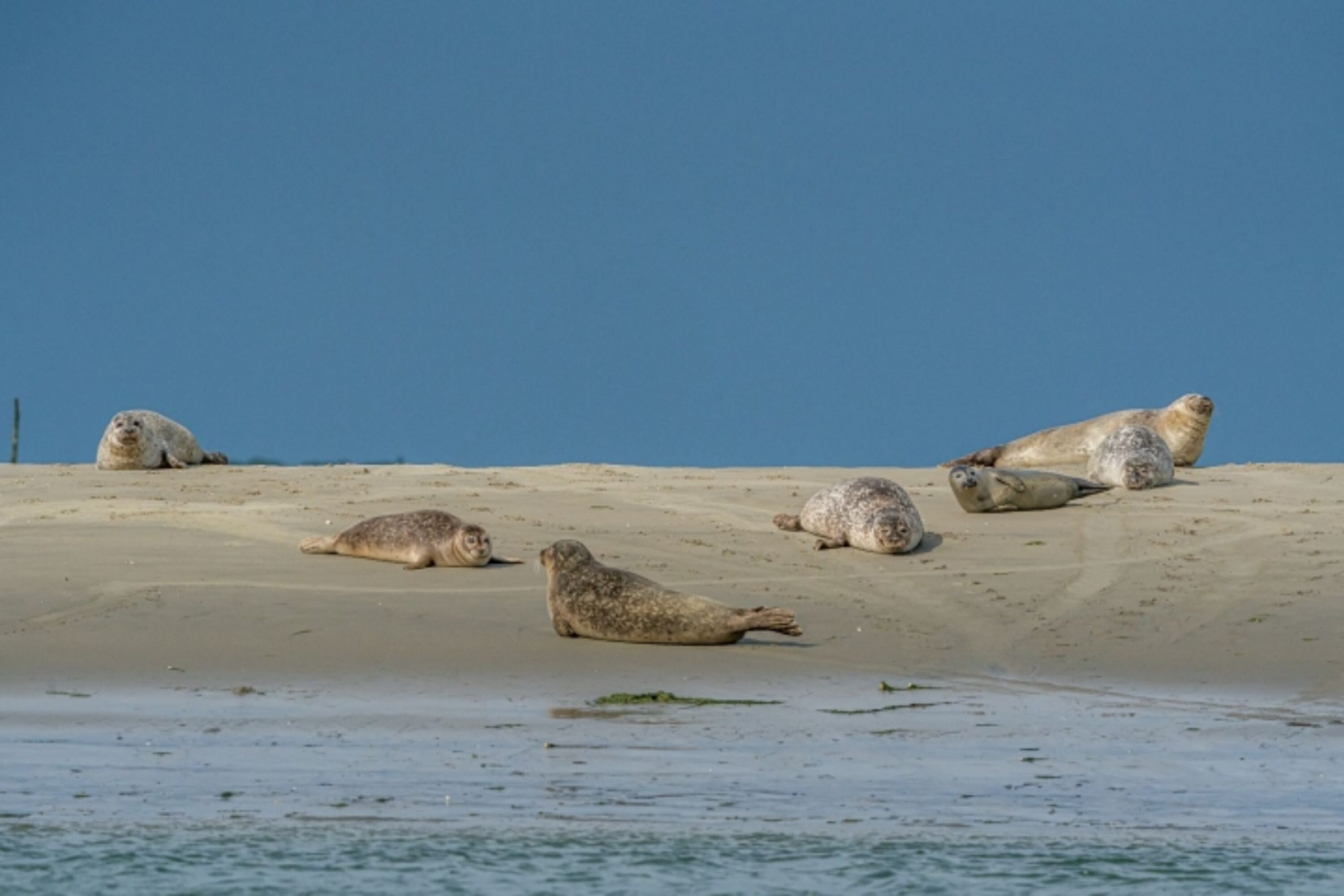 Seehunde Renesse