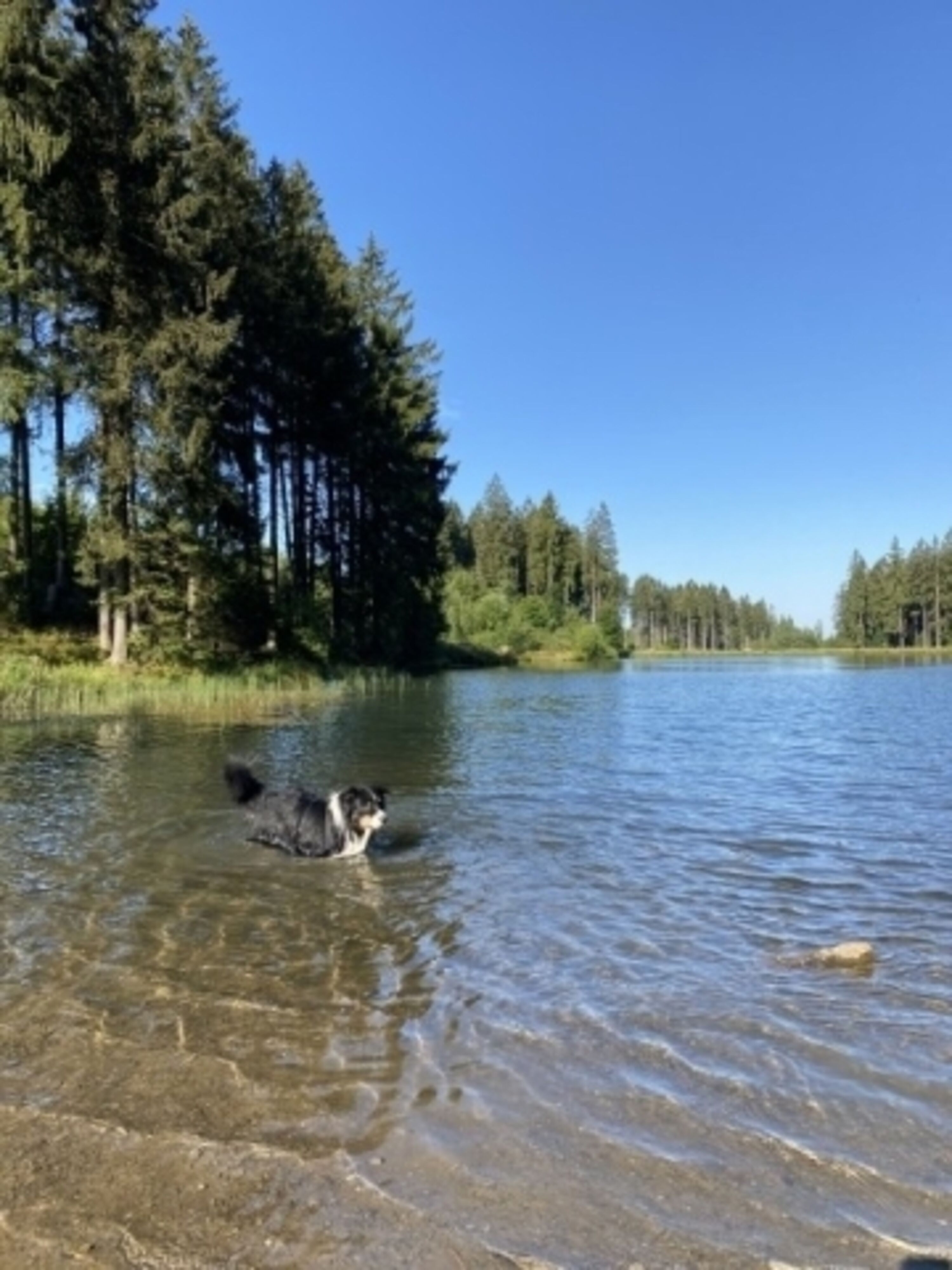 Hunde sind bei uns willkommen