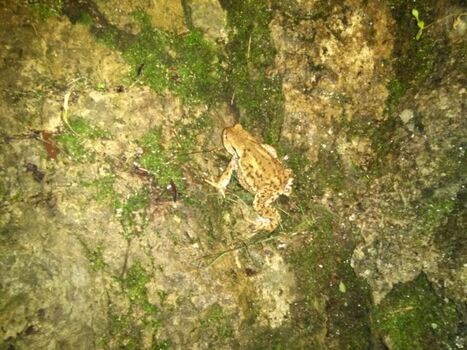 Einer_ der_Gartenuntermieter