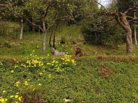 Unsere_Luzie_und_die_Nachbarin