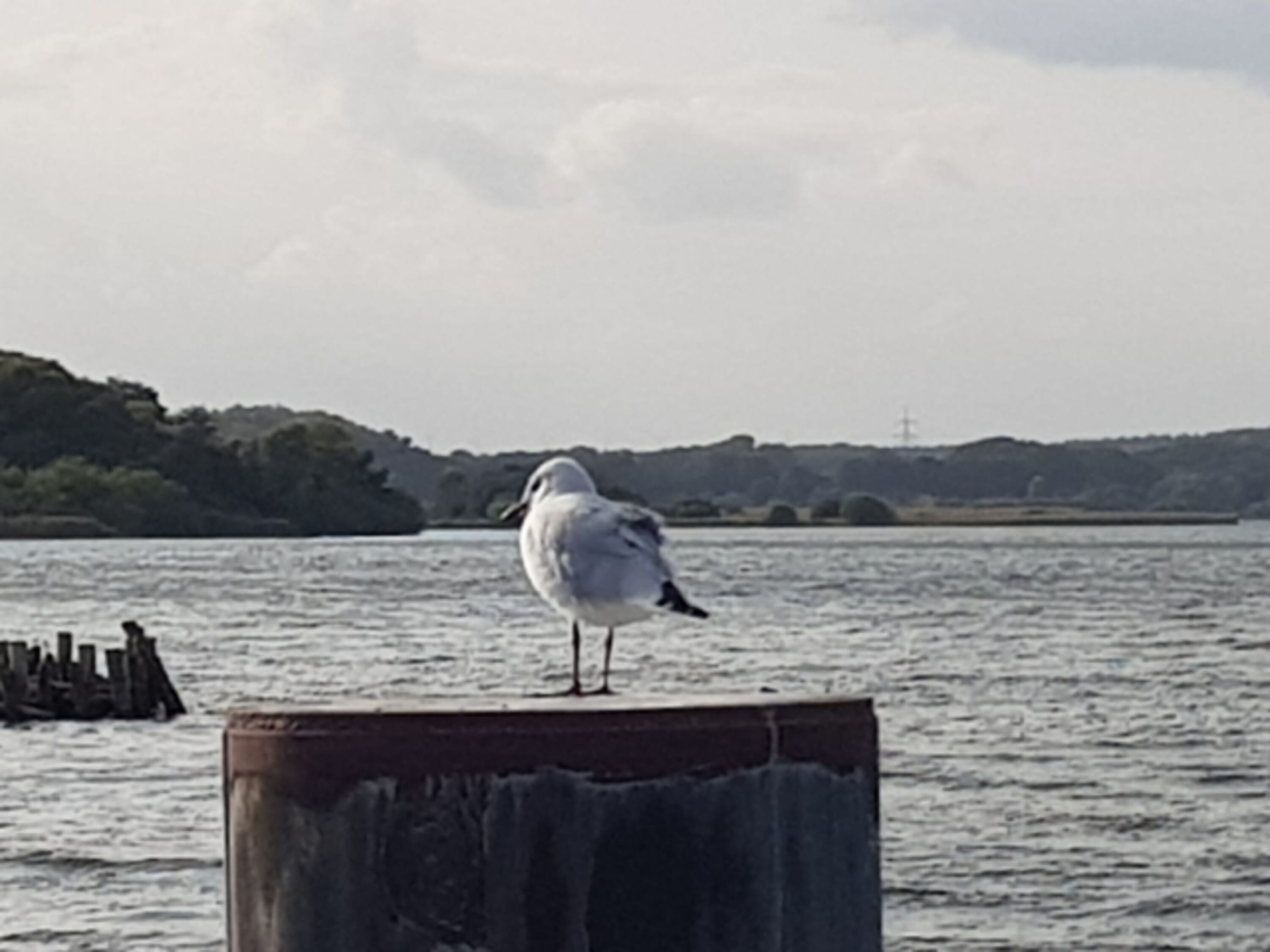 Möwe am Fleesensee