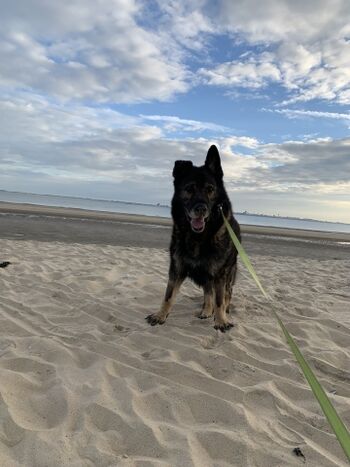 Hunde sind herzlich willkommen