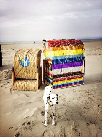 TIDE4 Amrum Hundestrand