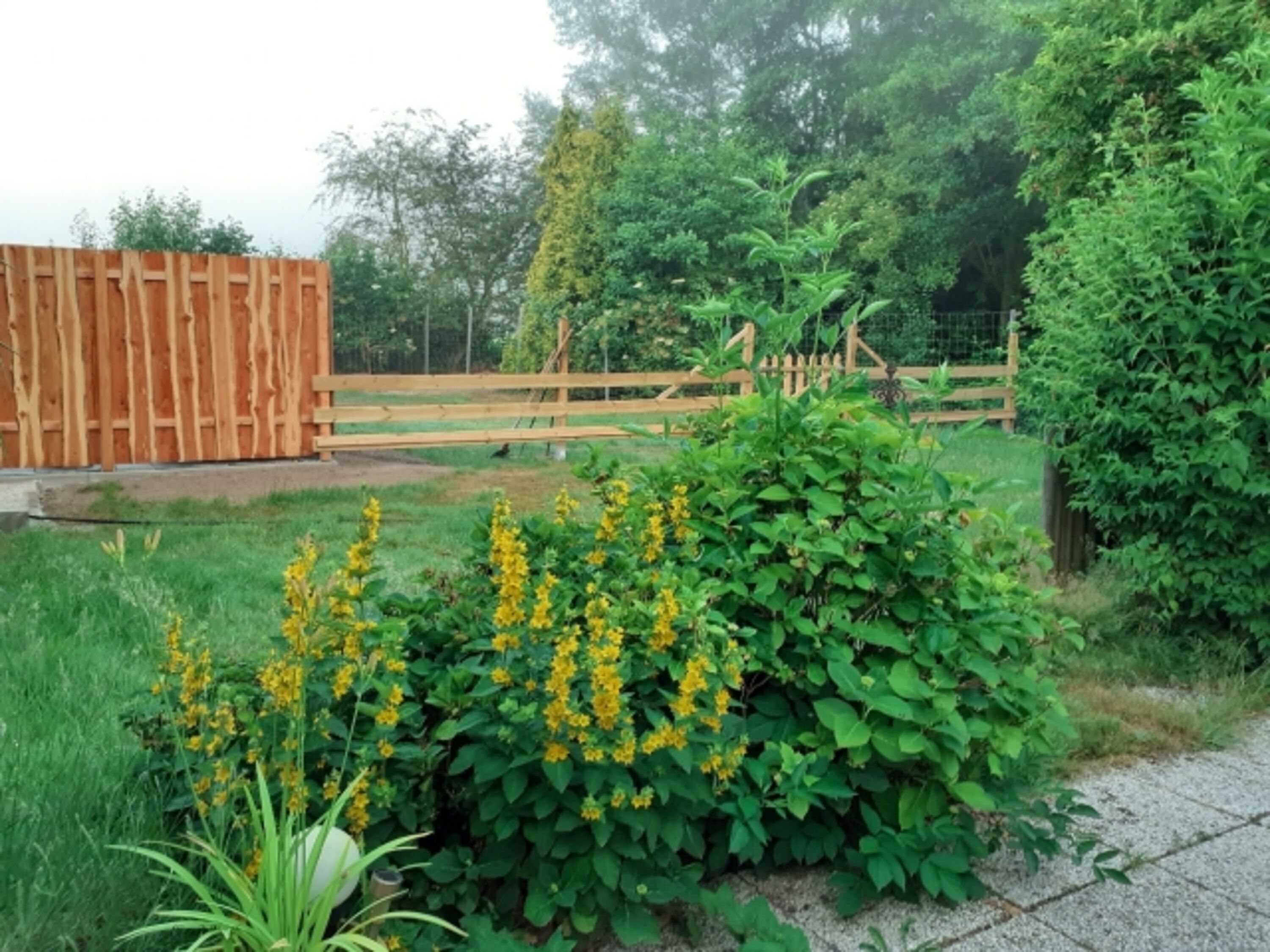 Blick in den Garten