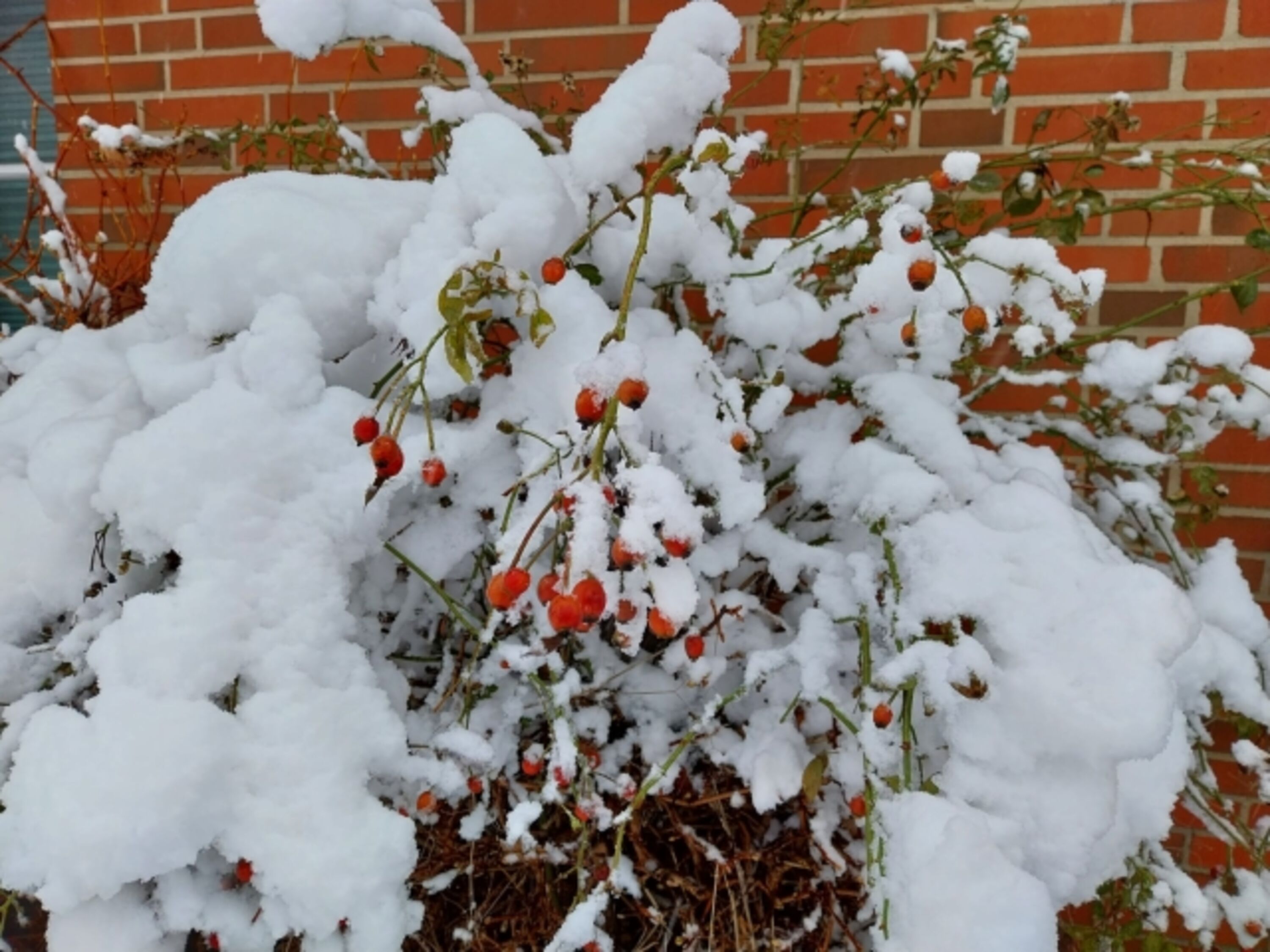 Winterpracht