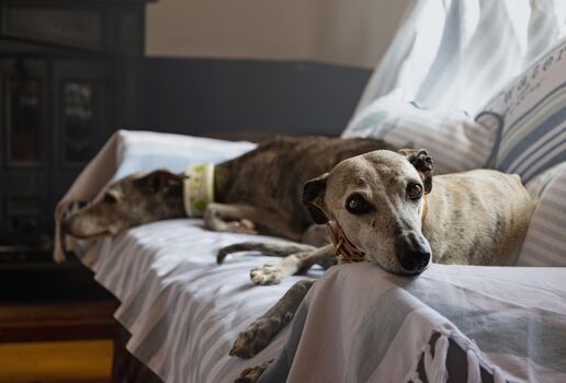 Entspannte Vierbeiner :-)