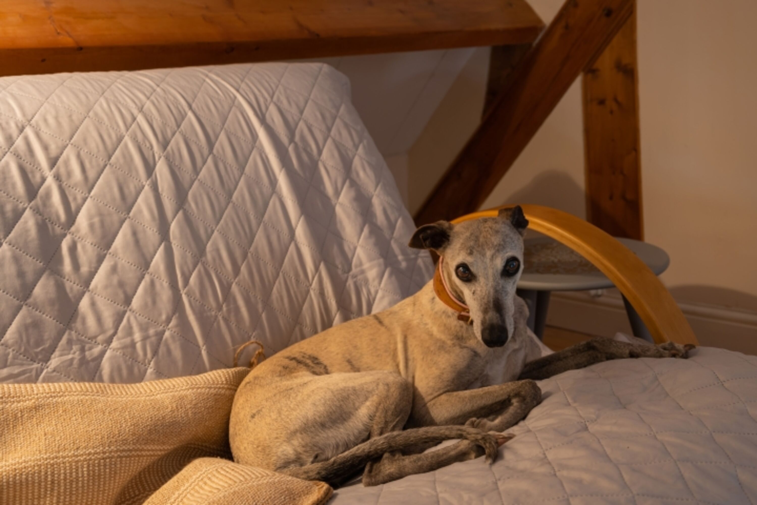 Hundesofa