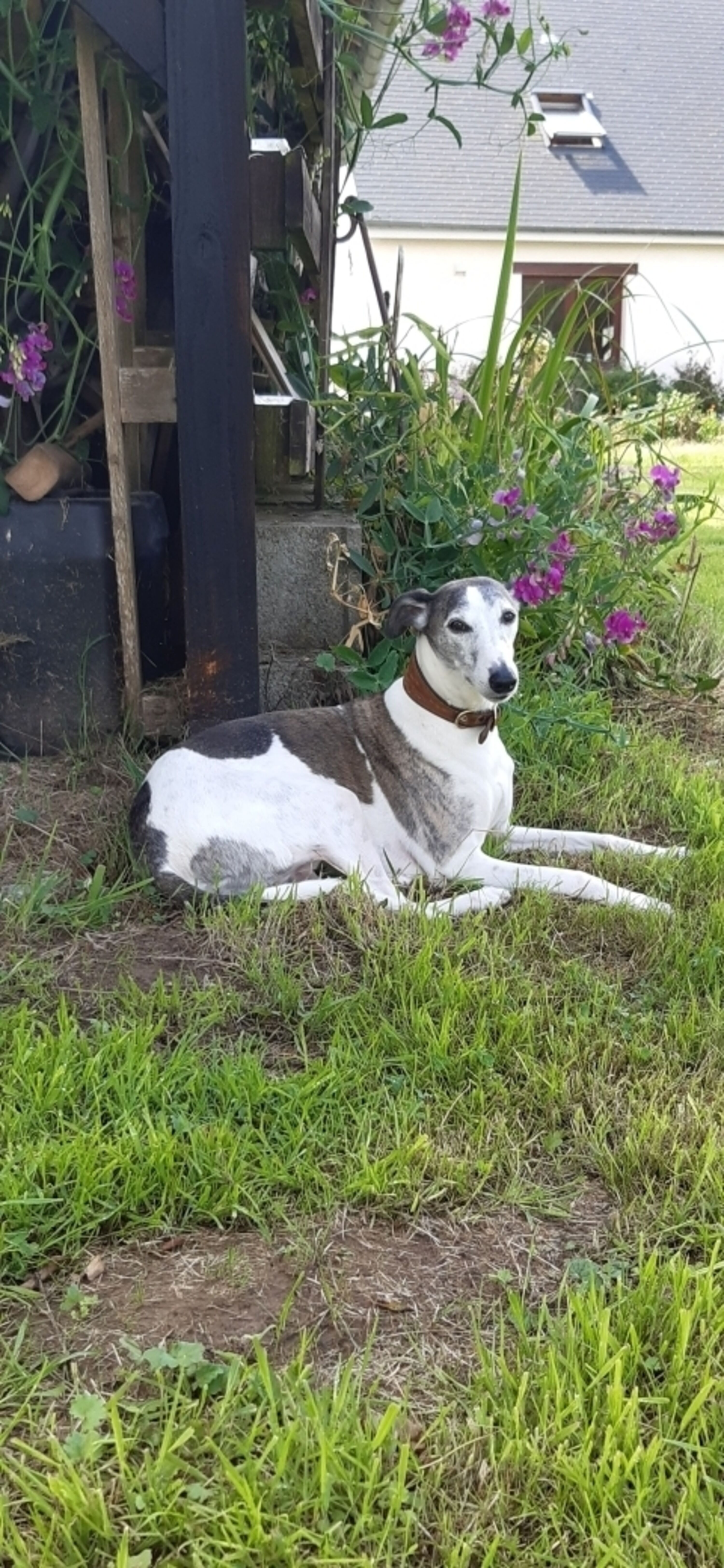 chillen im Garten 