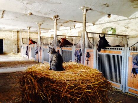 Pferdestall auf dem Hof