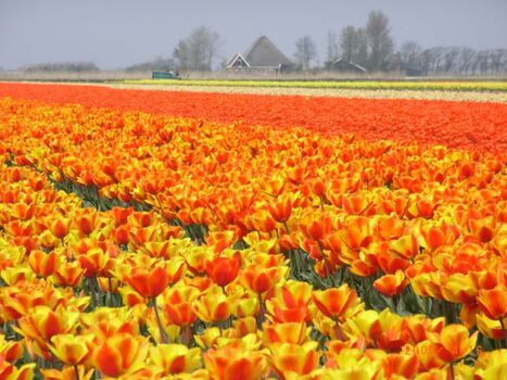 Tulpenblüte im April
