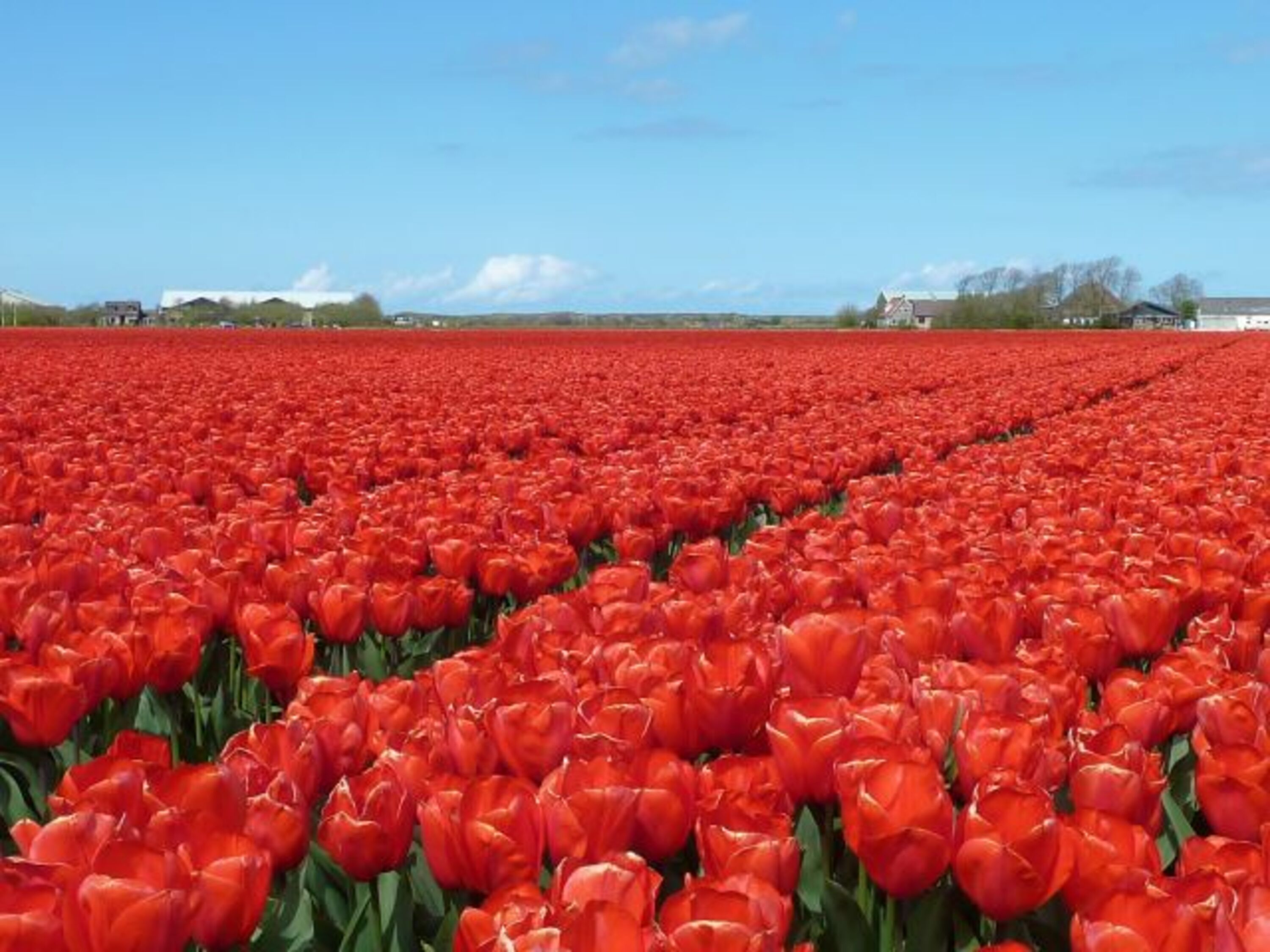 Tulpenblüte