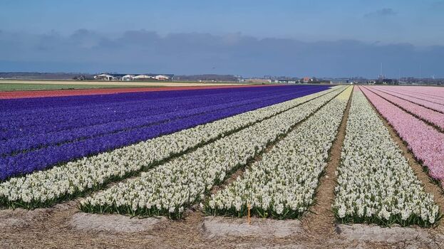 Tulpenfelder so weit das Auge reicht