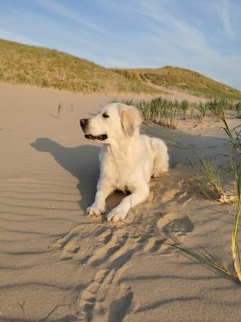 Hunde lieben den Strand
