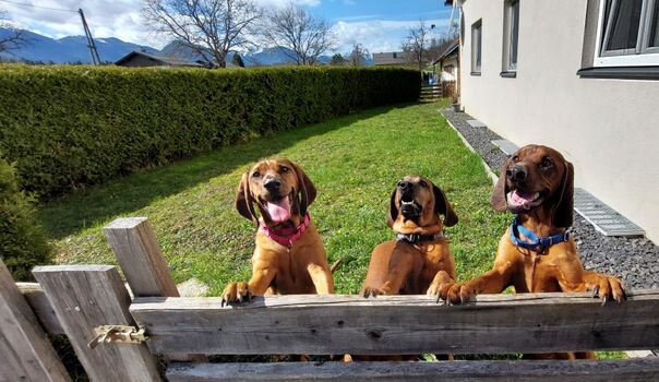 Unser 4-beiniges Team heißt euch herzlich Willkommen!