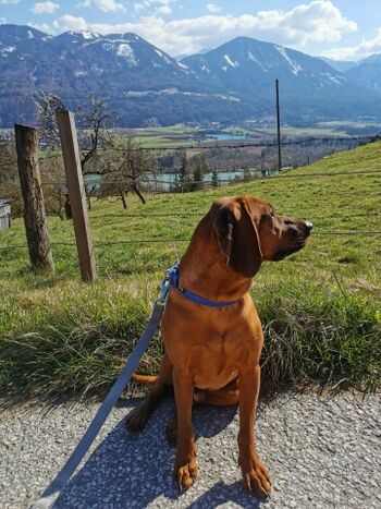 Wanderung am Rundweg Maria Waldesruh mit Aussicht auf das Rosental