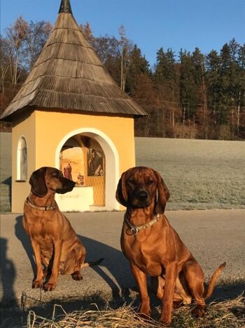 Genießen Sie gemütliche Wanderungen mit Ihren Hunden