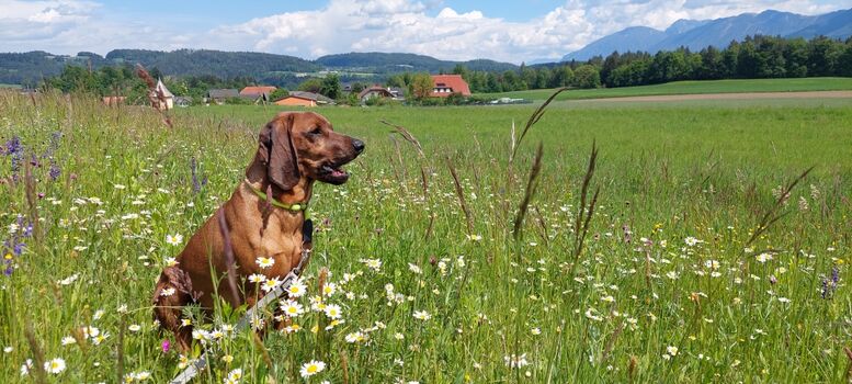 Tolle Spazierwege direkt vor der Haustüre