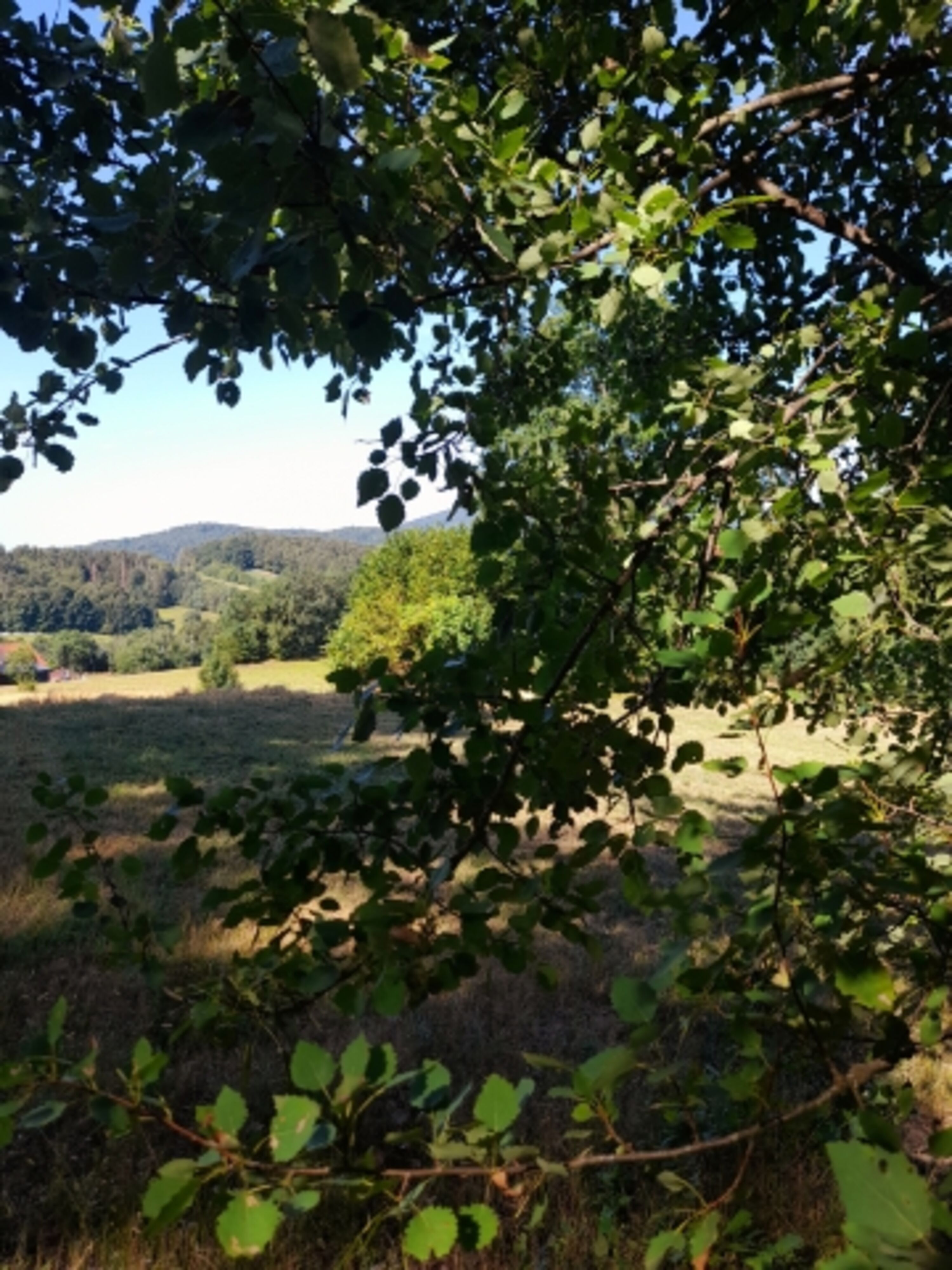 Wald - Wald - Wald - Kraftplatz