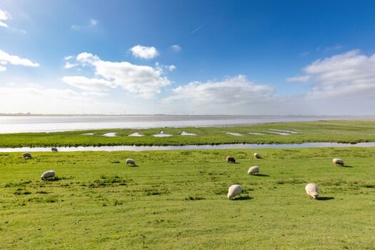 Ferienhaus Deichglück - Der Deich ist direkt vor der Tür !