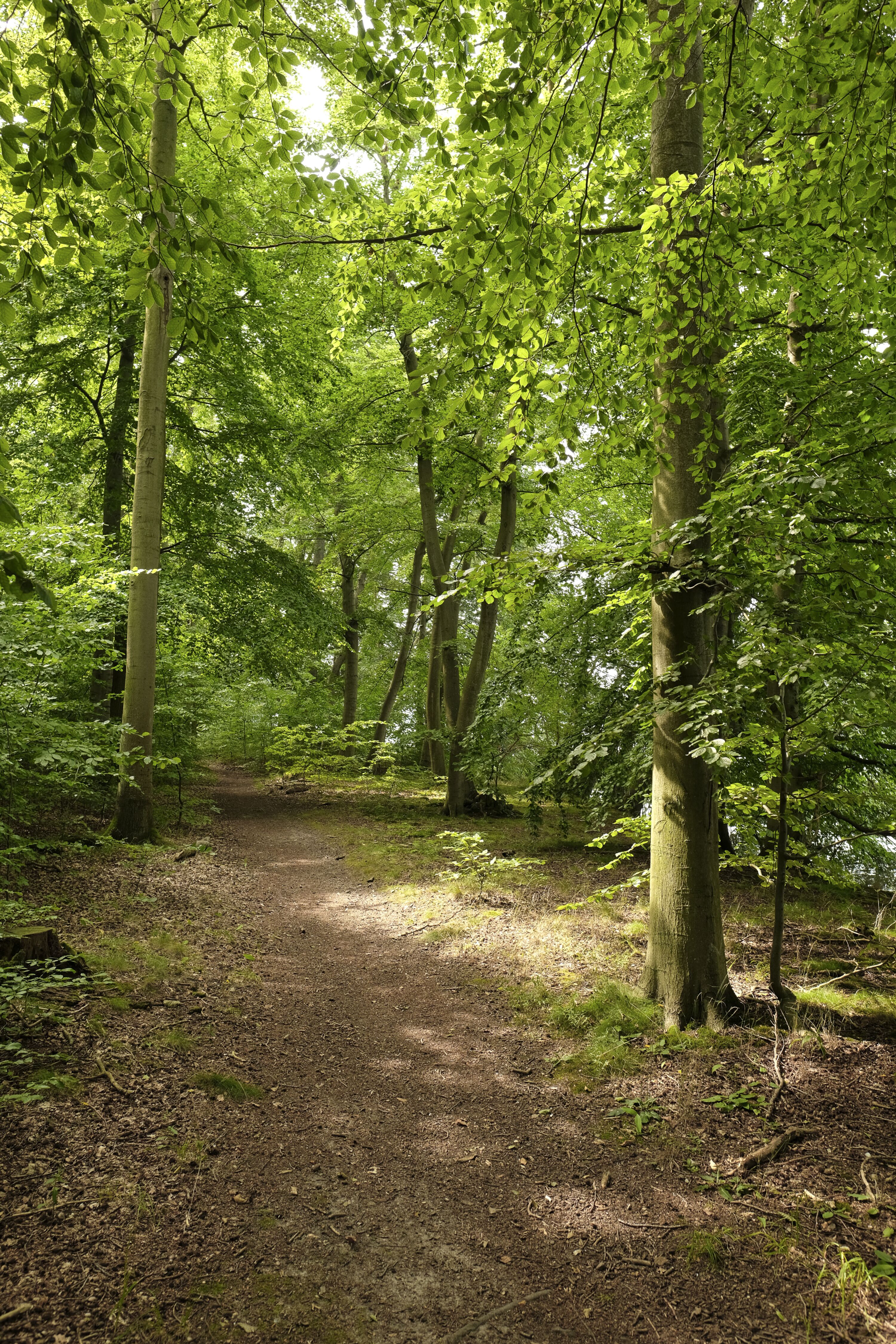 Der Wald in der Umgebung ideal für Spaziergänge mit Hund oder das Fahrradfahren.