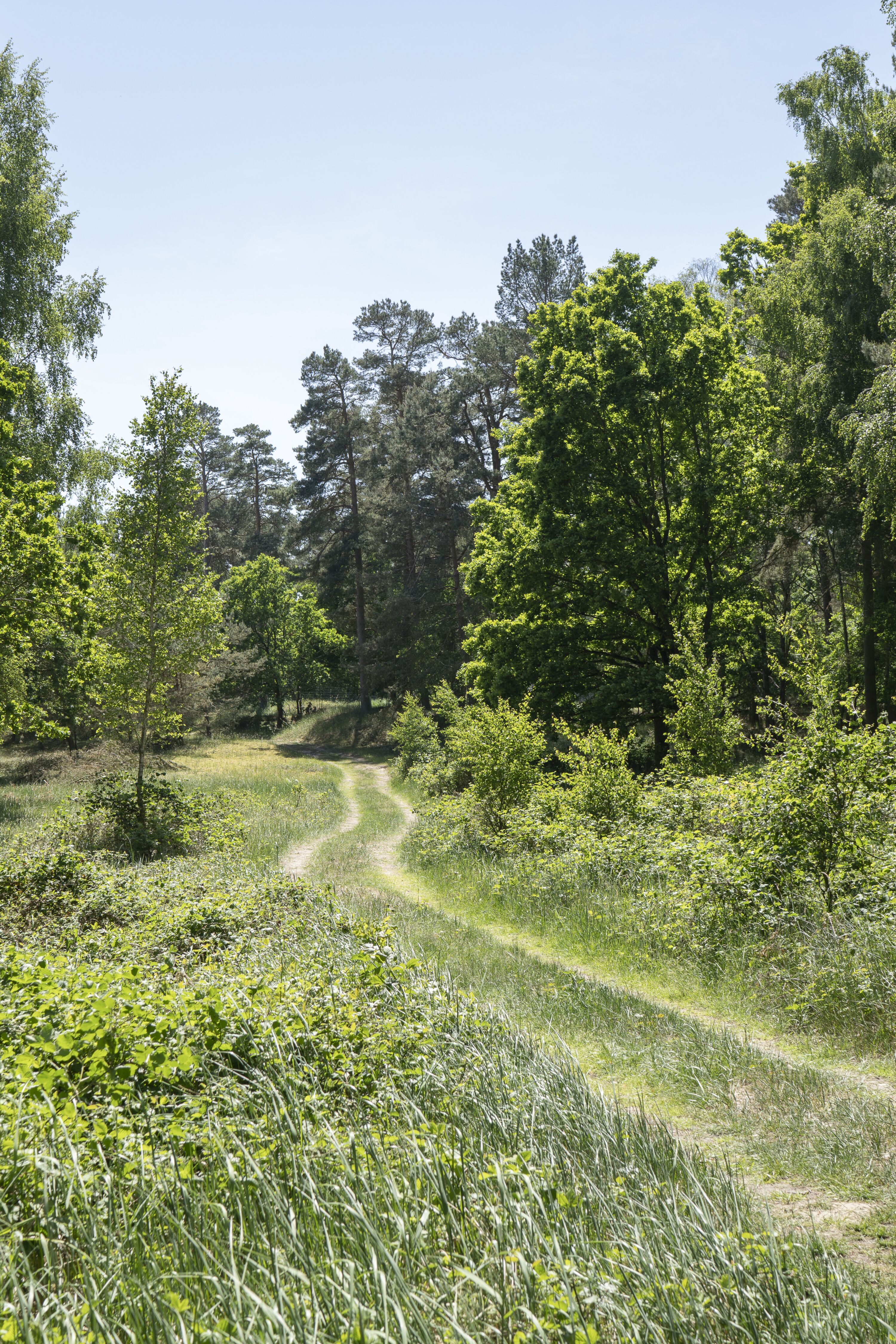 Wirtschaftsweg in der Nähe von Altwarp..