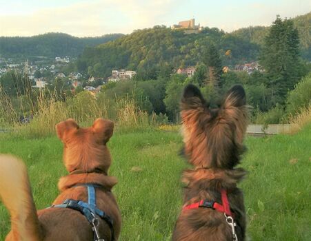perfekter Hundeurlaub