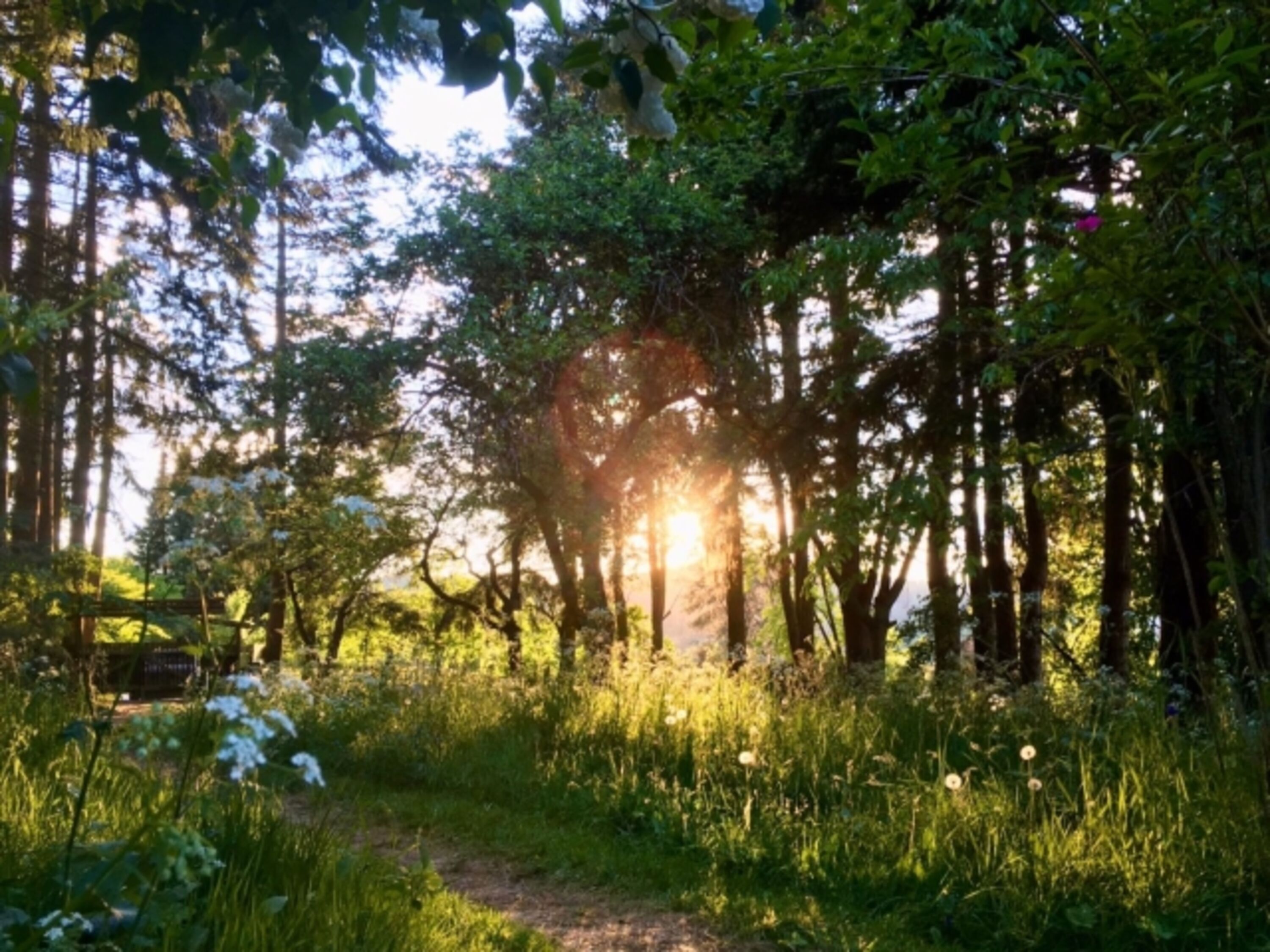 Naturgarten