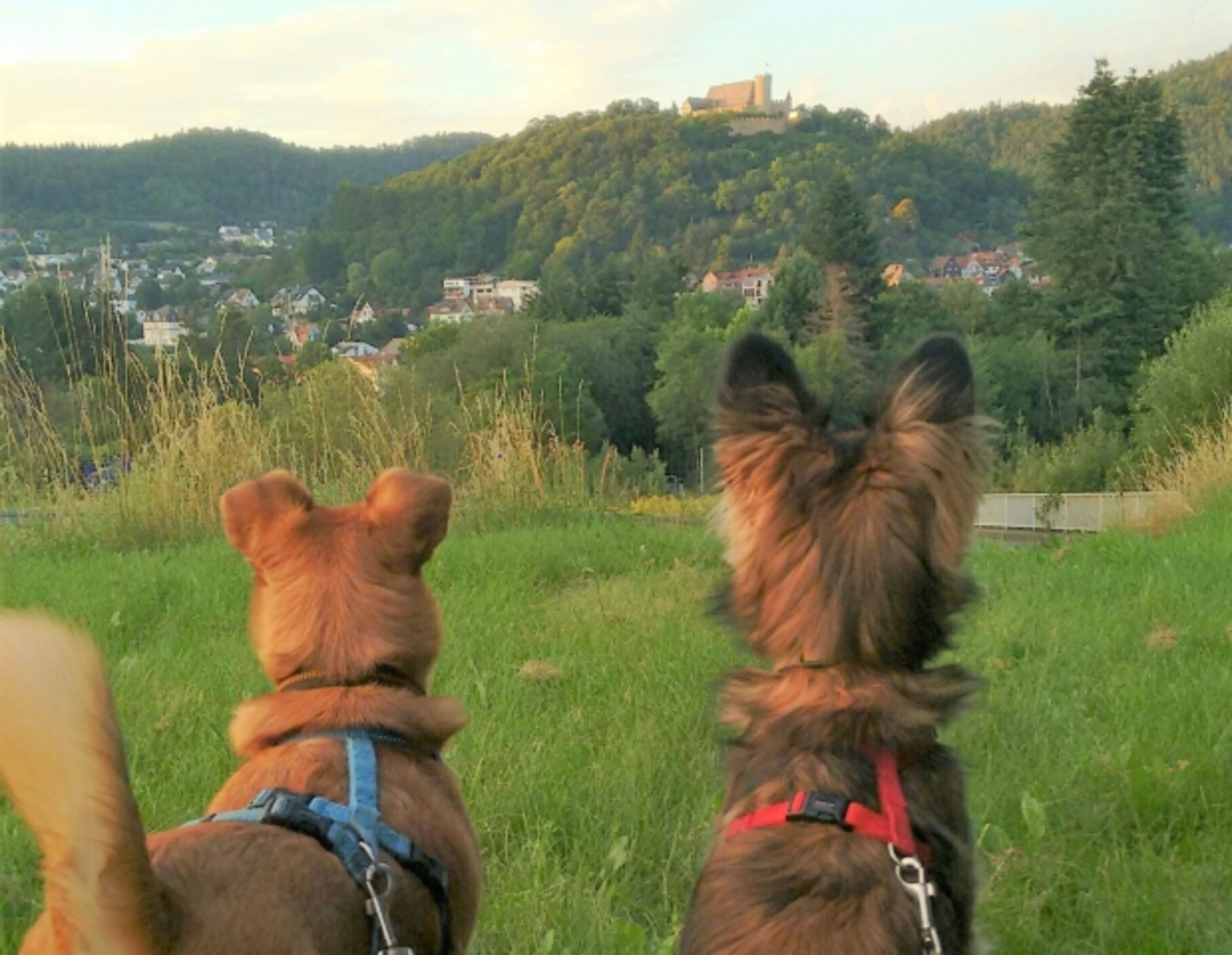 perfekter Hundeurlaub