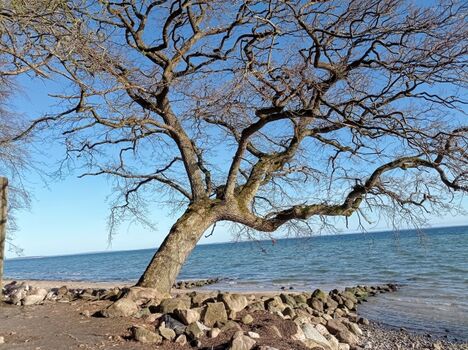 windschiefe Eiche am Wasser