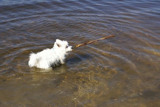 Baden mit Hund am Perlsee