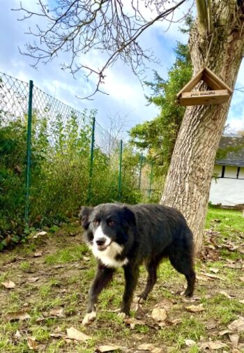 Garten 1,80m eingezäunt