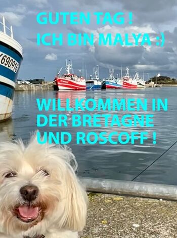 Malya, unser Cotton vonTulear erwartet Sie :)