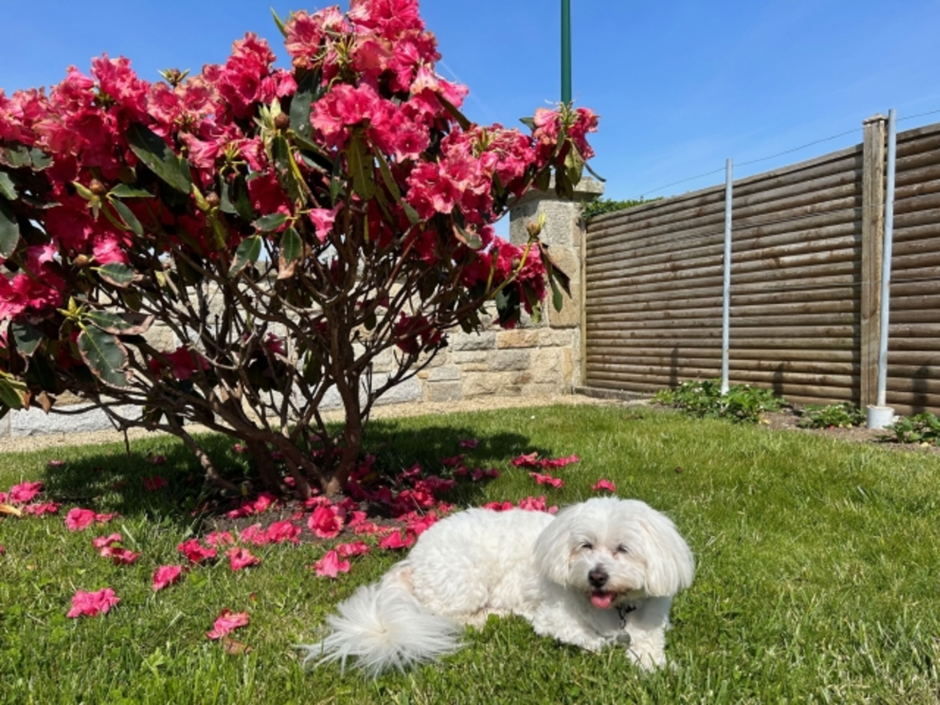 Hunde Urlaub ;) - Malya Garten! unsere Cotton