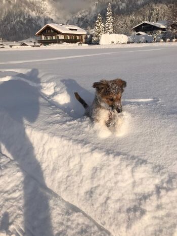 Welpe im Pulverschnee