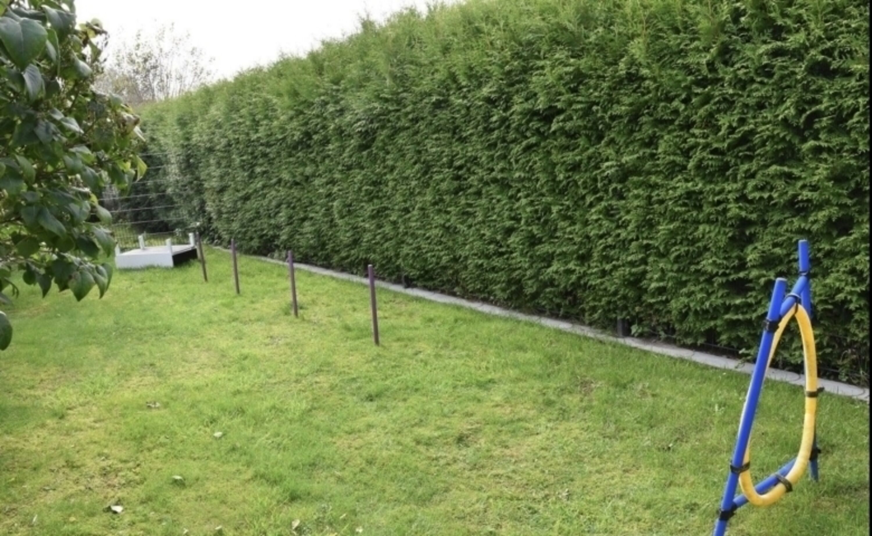 Agility Parcours 