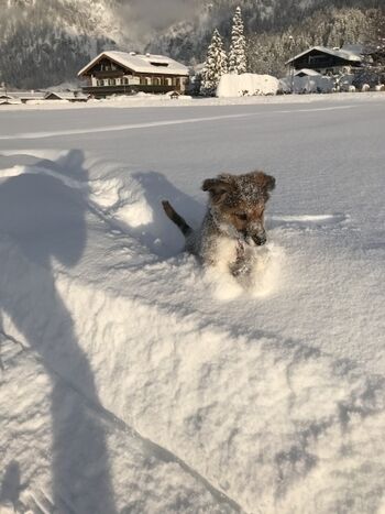 Welpe im Pulverschnee 
