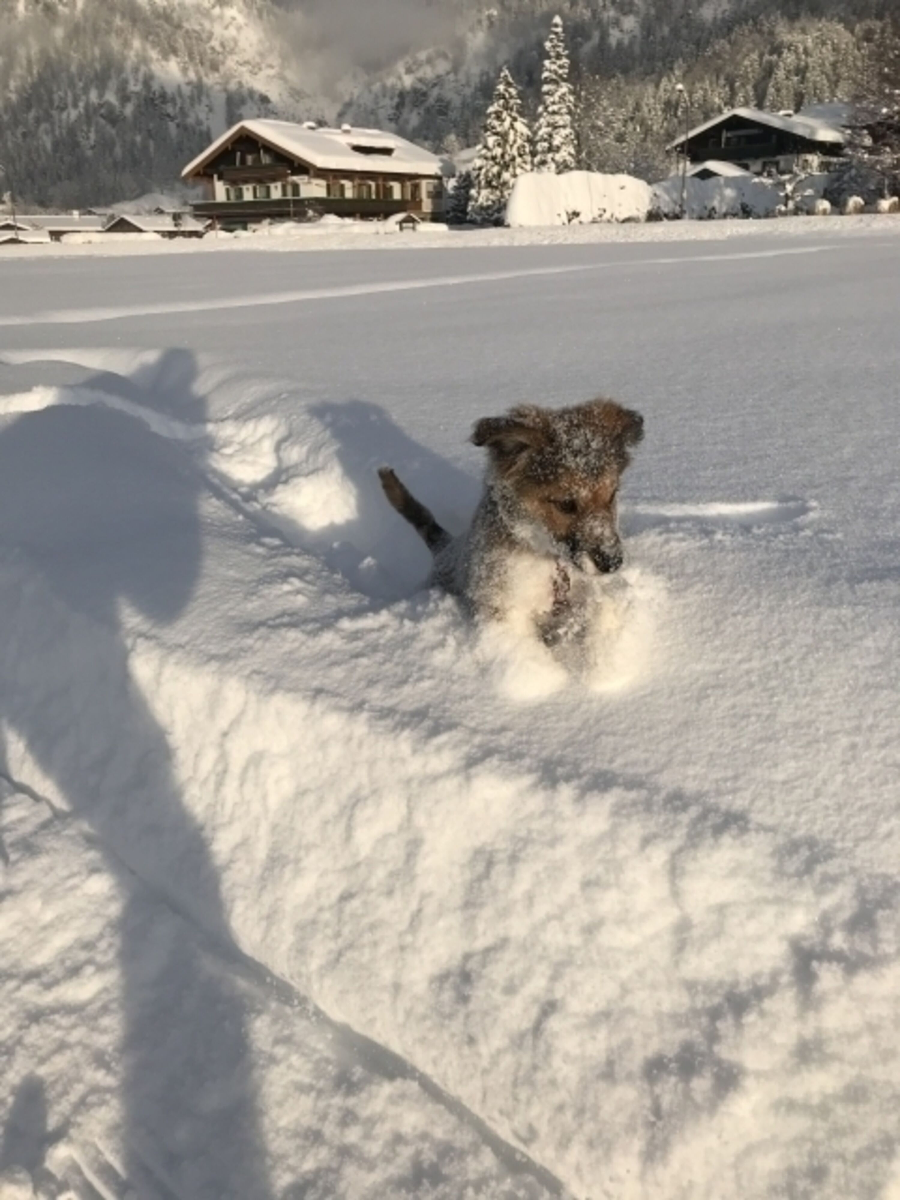 Welpe im Pulverschnee 