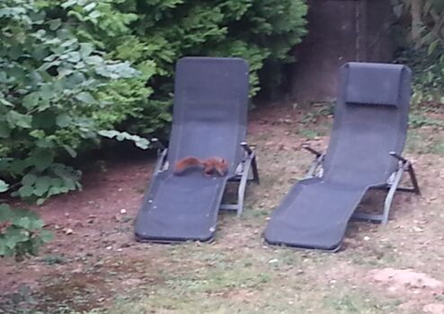 Eichhörnchen beim Ausruhen