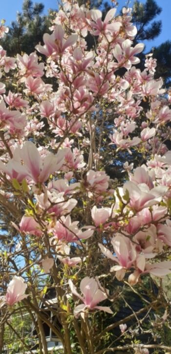 Magnolie auf dem Grundstück