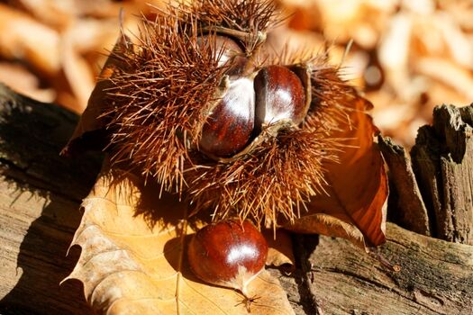 Keschdezeit unbedingt zu empfehlen