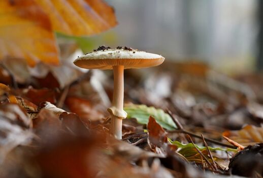 Pilze für die erfahrenen Sucher