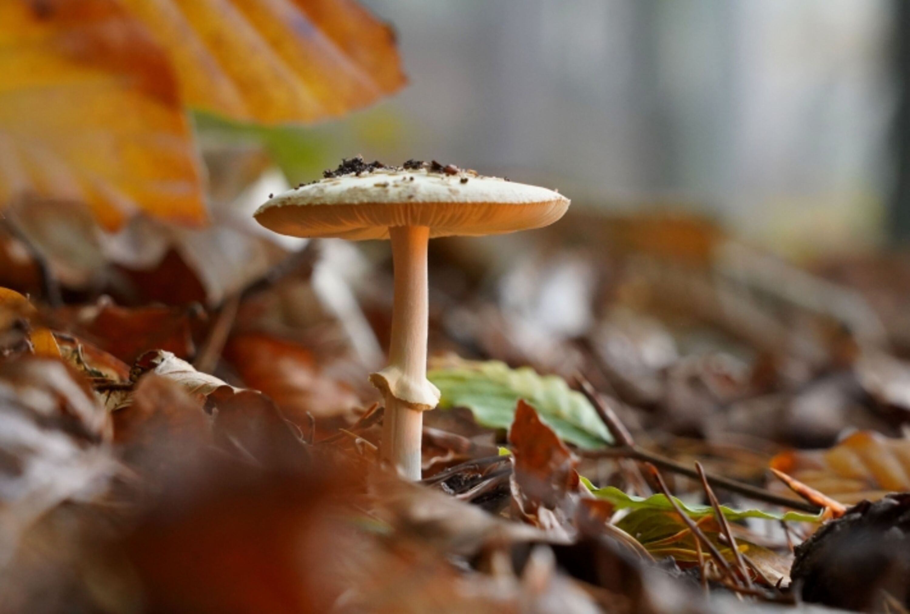 Pilze für die erfahrenen Sucher