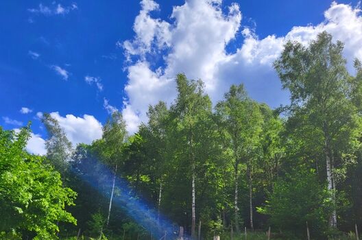 Wald in der Umgebung
